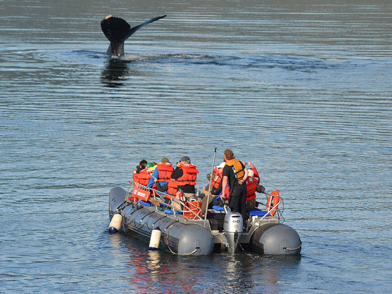 Small Ship Cruises Alaska Alaska Glacier Bay Island Adventure 2