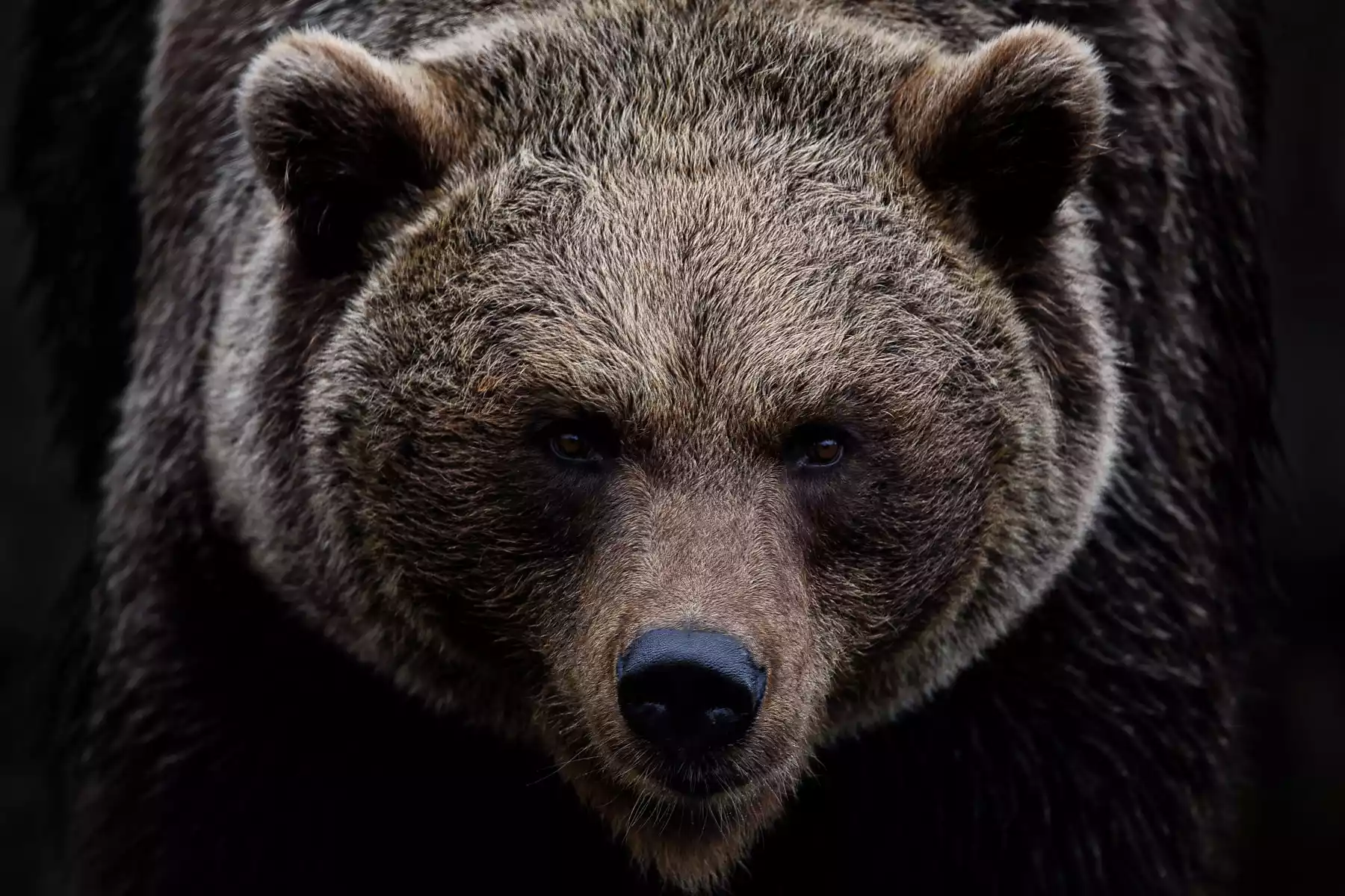 Wilderness Lodges and Wildlife Experiences in Canada