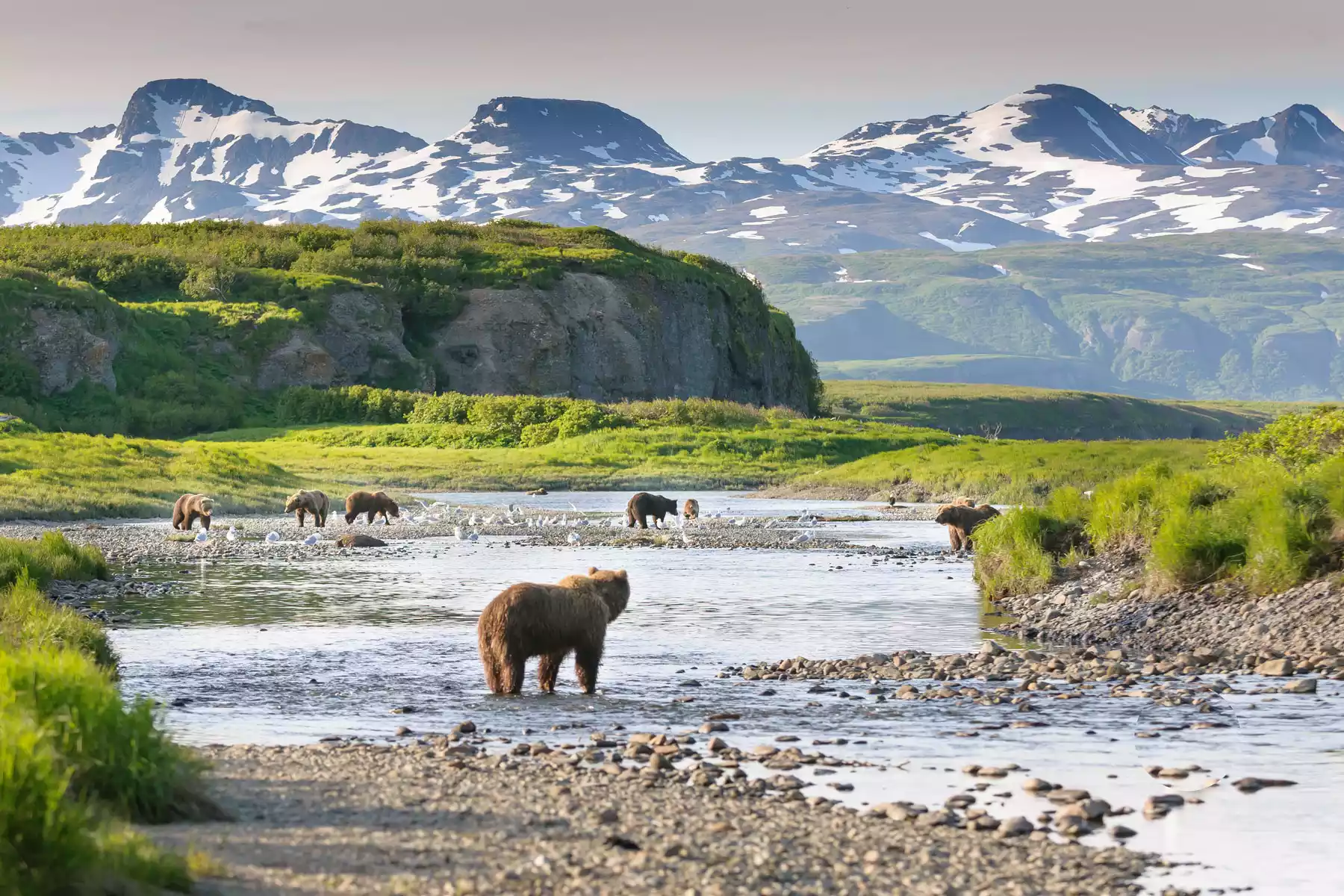 Alaska Wildlife Tours Alaska Wildlife Tours