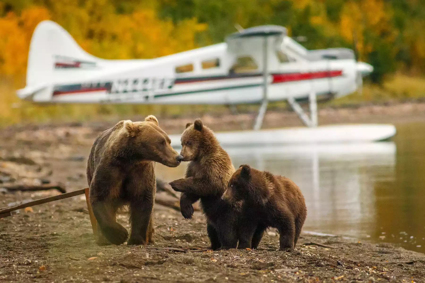 Alaska Shore Excursions | Alaska Day Tours Alaska Shore Excursions | Alaska Day Tours
