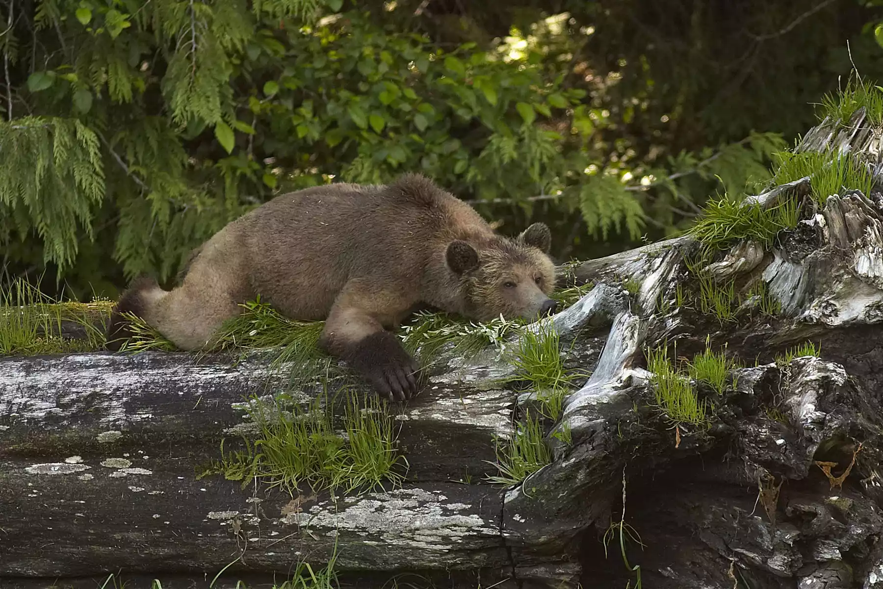 Canada Wildlife Viewing Tours | Grizzly Bears | Whales | Polar Bears