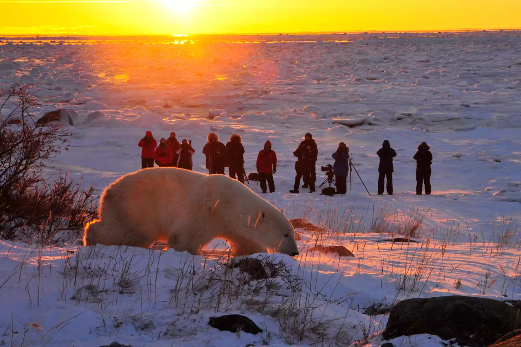 Polar Bear Tours in Canada Polar Bear Tours in Canada | Canada by Design Vacations