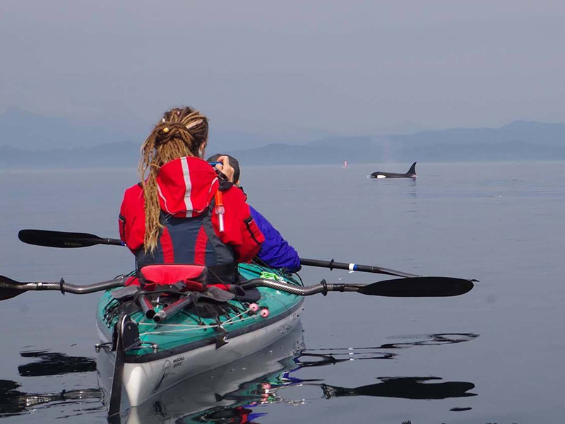 1. Tour - Kingfisher Wilderness Adventures - Kayak with Whales