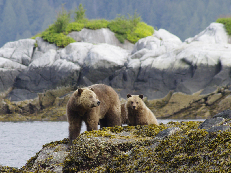 1. Tour - Kingfisher Wilderness Adventures - Whales & Grizzly Bears