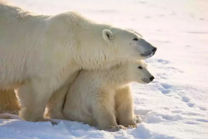 A Winter Guide to Polar Bear Tours in Canada A Winter Guide to Polar Bear Tours in Canada