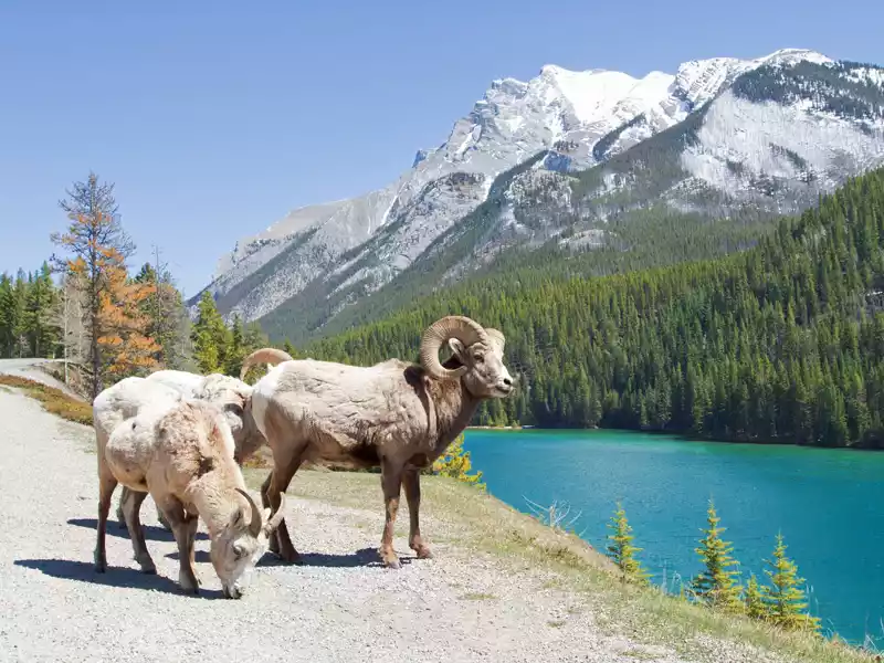 AB_Wildlife_Big_Horn_Sheep_shutterstock_78725113