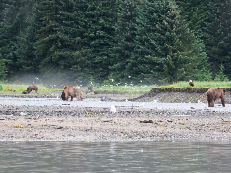 Admiralty Island Pack Creek Bear Sanctuary 1