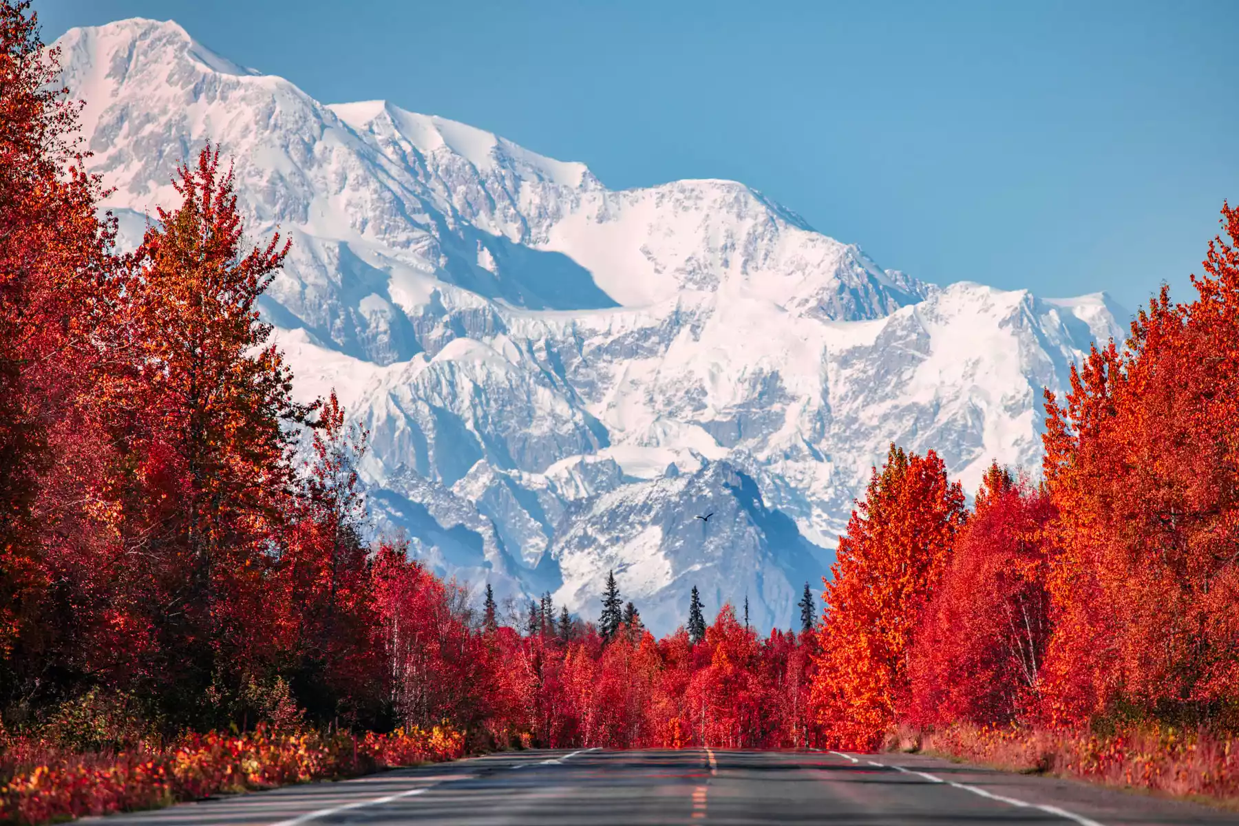 Not into Cruise Ships, but want to see Alaska ? Not into Cruise Ships, but want to see Alaska ?