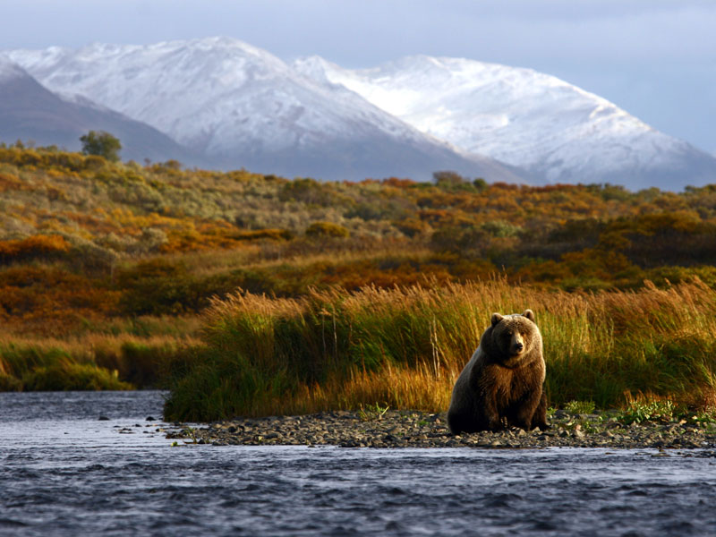 Alaska by Train with Kenai Fjords Denali Bears 6