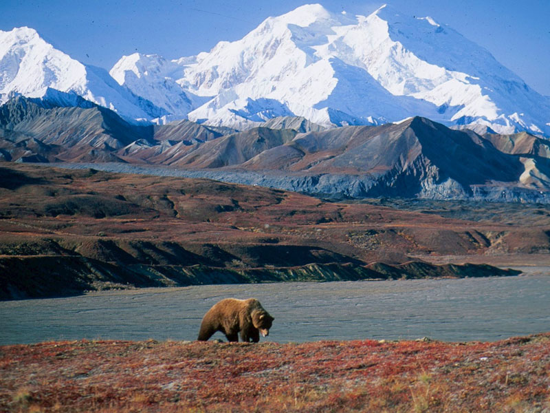 Alaska Denali Train with Icebergs Bears 5