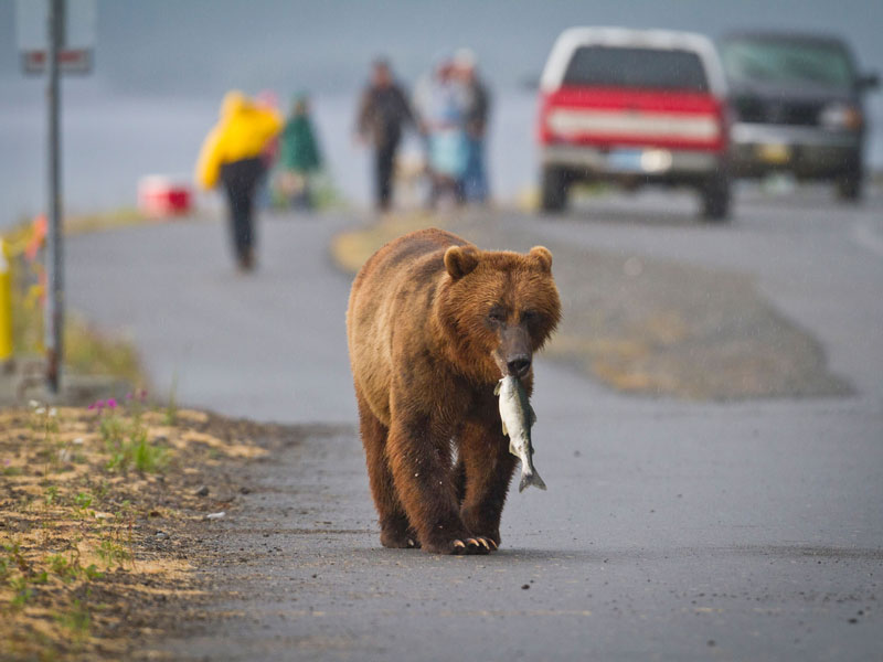 Alaska Self Drive & Alaska Railroad Vacation