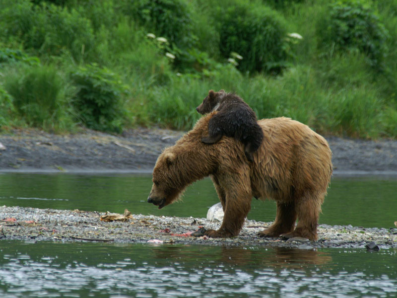 Alaska Land Tour with Denali Glaciers and the Arctic 4