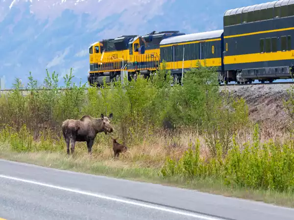 Alaska Railroad Tours & Train Packages