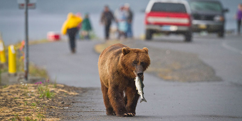 Alaska Road Trips: The Ultimate Guide to Driving in Alaska