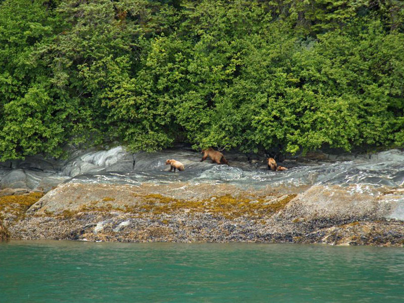 Alaska Small Ship Cruise Northern Passage Glacier Bay 6