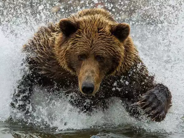 Not Too Close! Wild Alaskan Bears, Whales and Moose