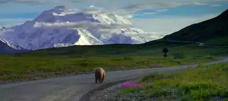 Best Alaskan Wildlife and Where to See It on Your Trip Best Alaskan Wildlife and Where to See It on Your Trip