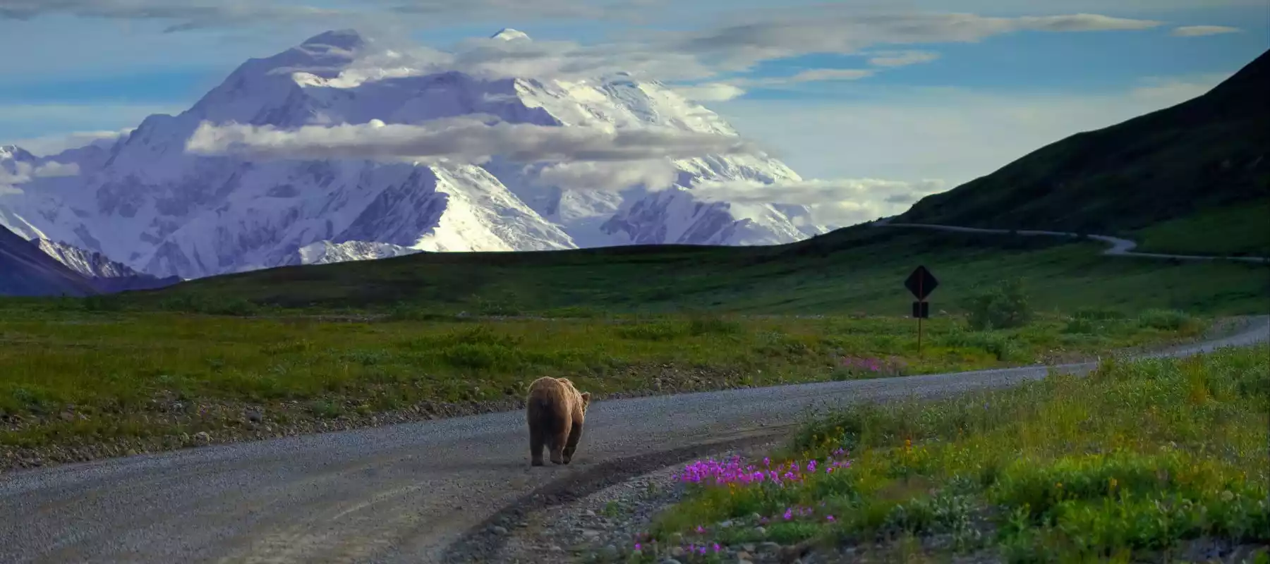 The Best Alaskan Wildlife to See on Your Trip The Best Alaskan Wildlife to See on Your Trip