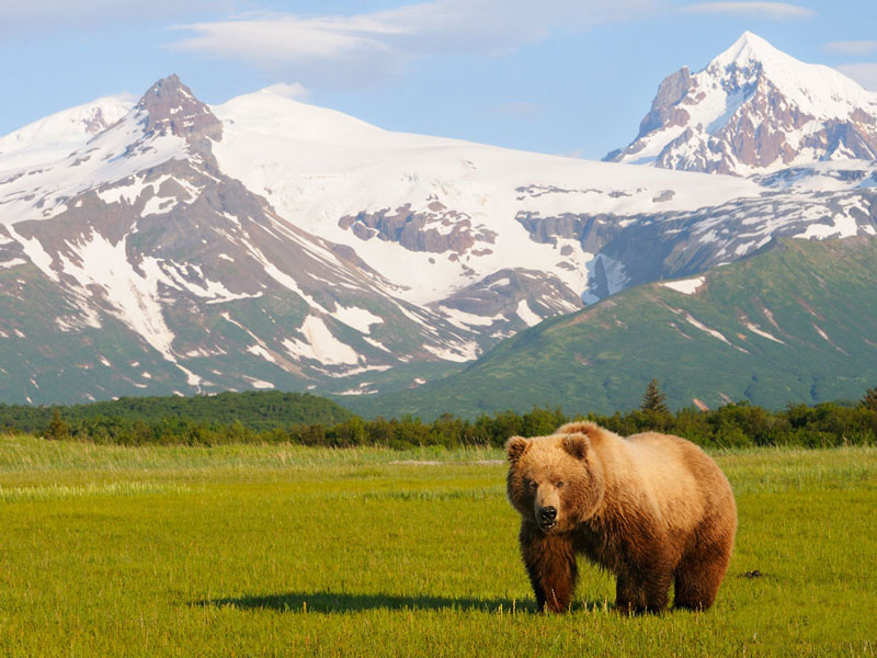 Anchorage Day Trips Bears Trains Icebergs Tour 5