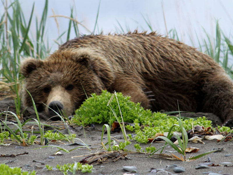 Anchorage Day Trips Chinitna Bay Bear Viewing Flight Safari 2