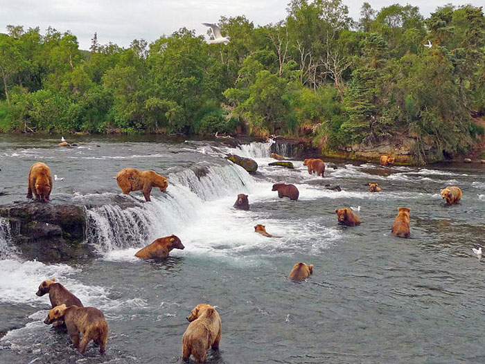 Anchorage Day Trips | Katmai National Park Bear Viewing Flight Safari