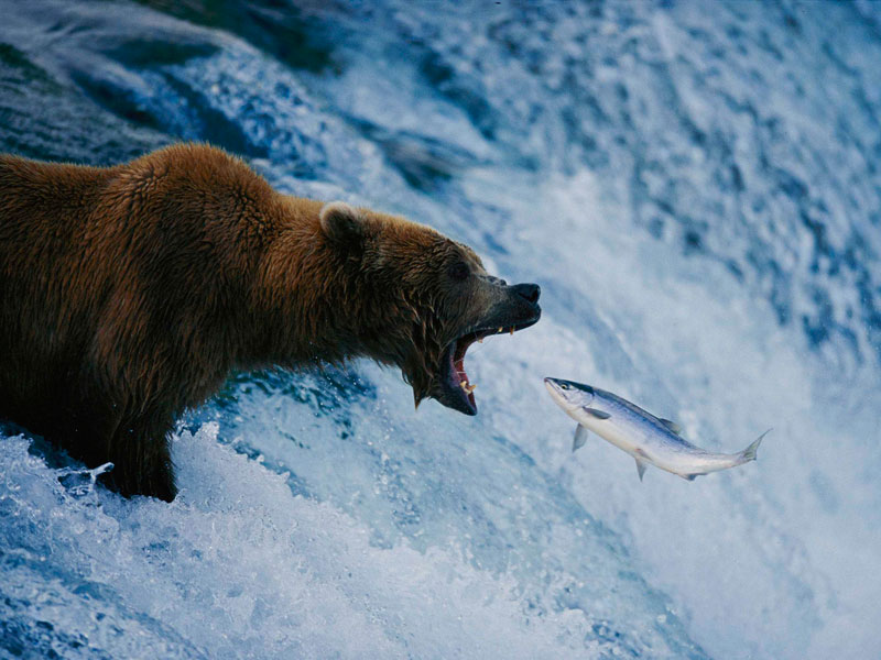 Anchorage Day Trips Katmai National Park Bear Viewing Flight Safari 3