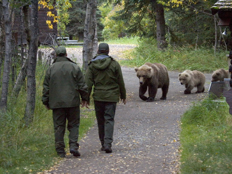 Anchorage Day Trips Katmai National Park Bear Viewing Flight Safari 4