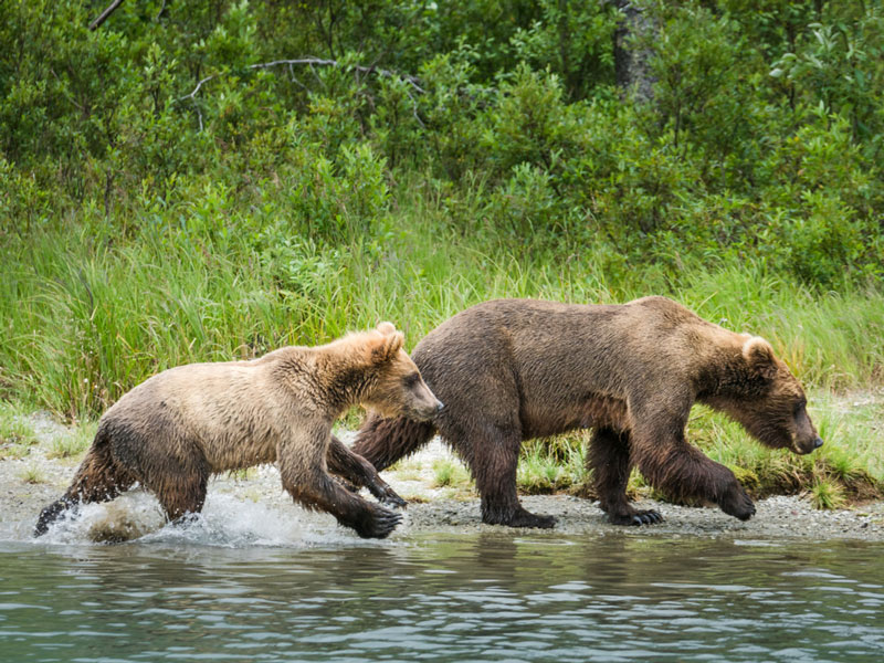 Anchorage Day Trips Lake Clark National Park Bear Viewing Safari 2