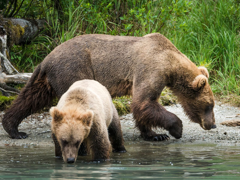 Anchorage Day Trips | Redoubt Bay Bear Viewing Flight Safari