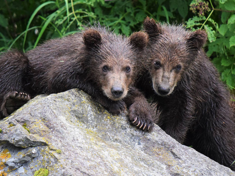 Anchorage Day Trips Redoubt Bay Bear Viewing Flight Safari 2