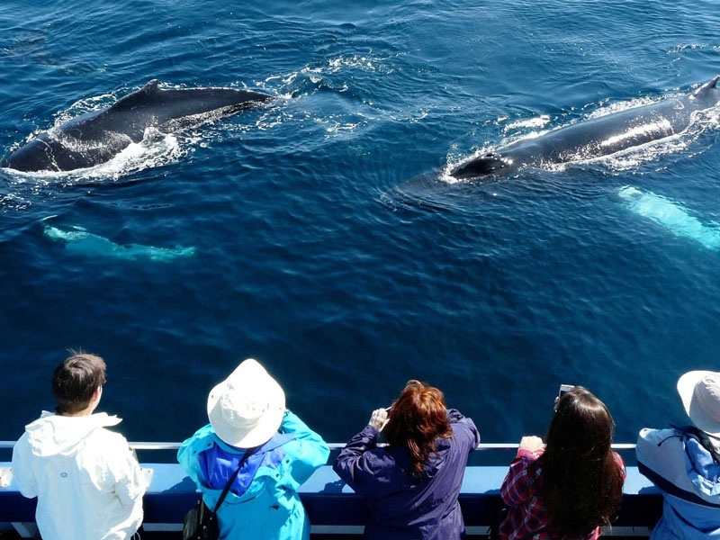 Atlantic Canada Road Trip Gems of the Newfoundland Nova Scotia 6