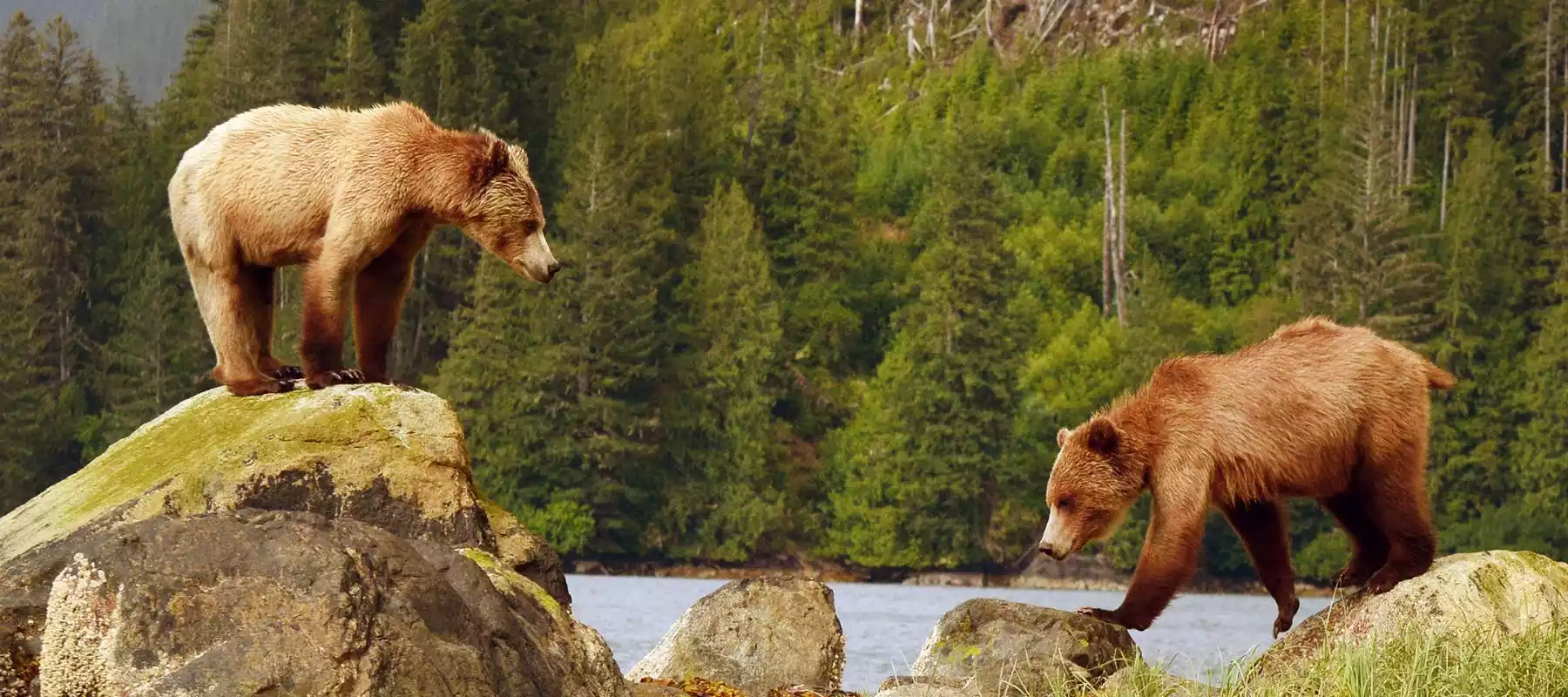 Bear Viewing Adventures at Knight Inlet Lodge