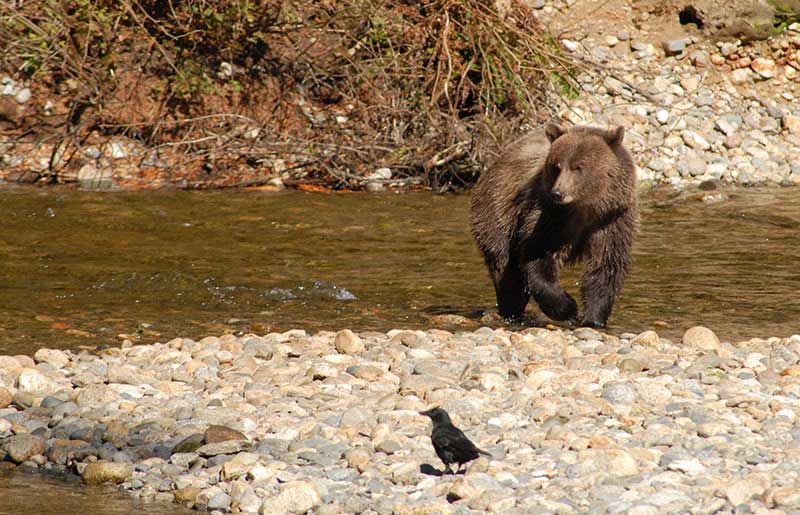 Bear & Wildlife Viewing in BC - Farewell Harbour Lodge