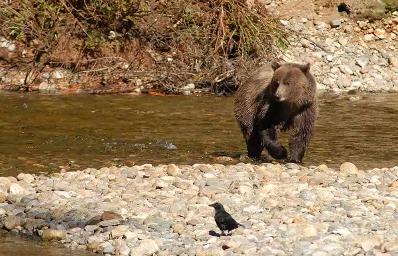 Bear & Wildlife Viewing in BC - Farewell Harbour Lodge Bear & Wildlife Viewing in BC - Farewell Harbour Lodge