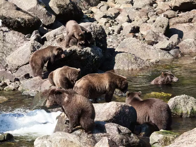 Bears-waiting-for-salmon