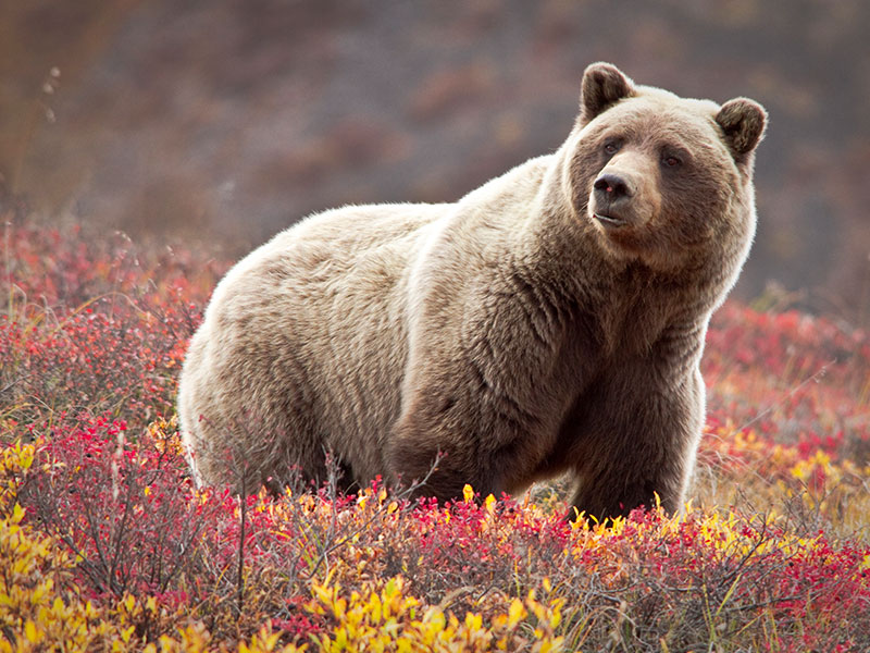 Best of Alaska Rail Bears Glaciers First Time Favourites 6