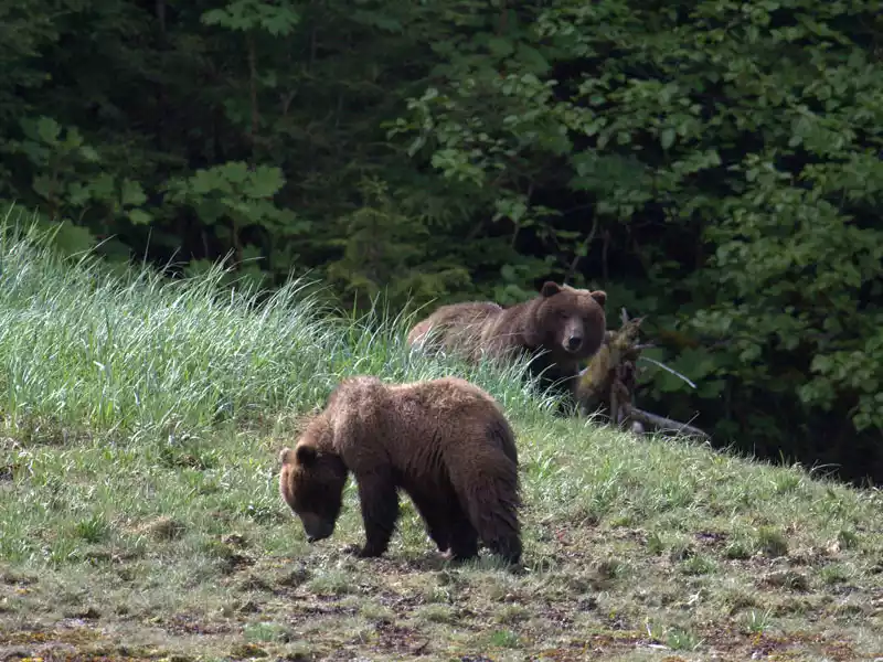 Brown-bears