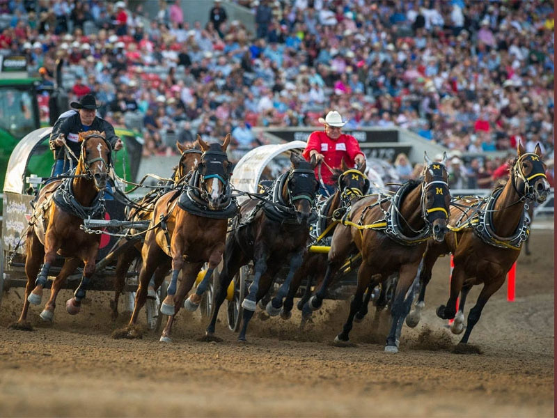 Calgary Stampede Package For 2021 3