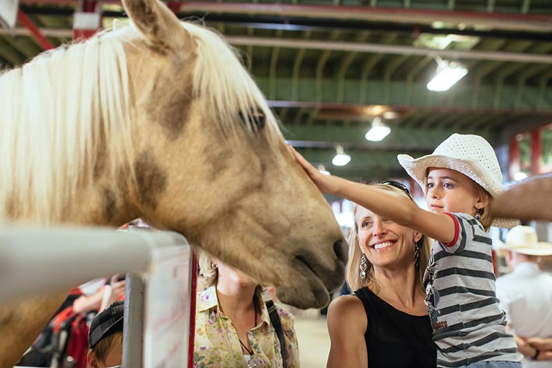 Calgary Stampede Package For 2021 5