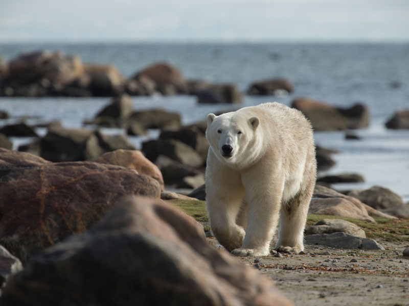 Canada Polar Bear Safaris Birds Bears and Belugas 1