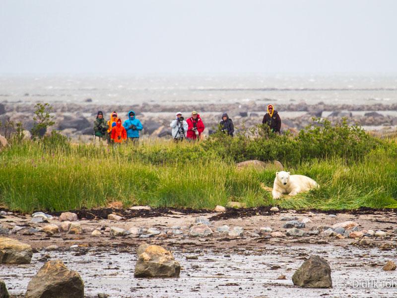 Canada Polar Bear Safaris Birds Bears and Belugas 4