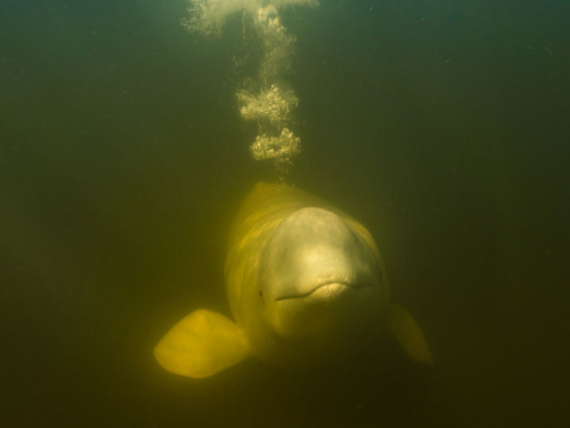 Canada Polar Bear Safaris Birds Bears and Belugas 6