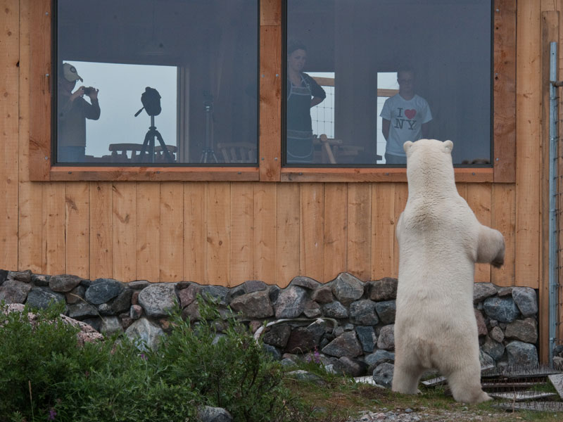 Canada Polar Bear Safaris Birds Bears and Belugas 7