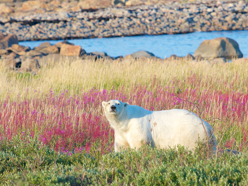 Canada Polar Bear Tour Hudson Bay Odyssey 1