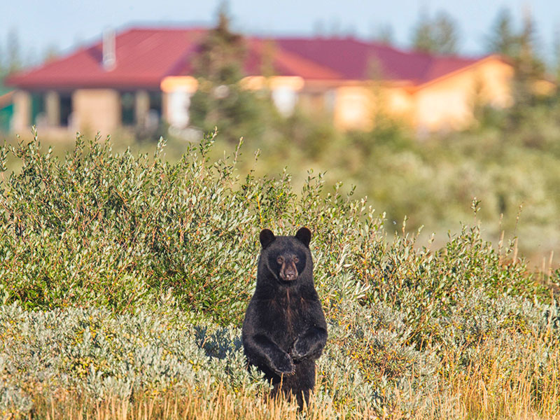 Canada Polar Bear Tour Hudson Bay Odyssey 3