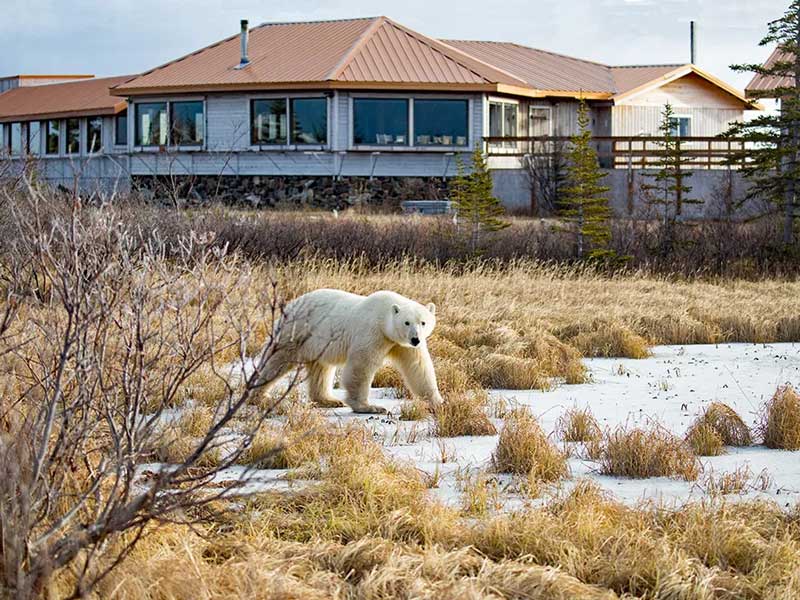 Canada Polar Bear Tour Hudson Bay Odyssey 4