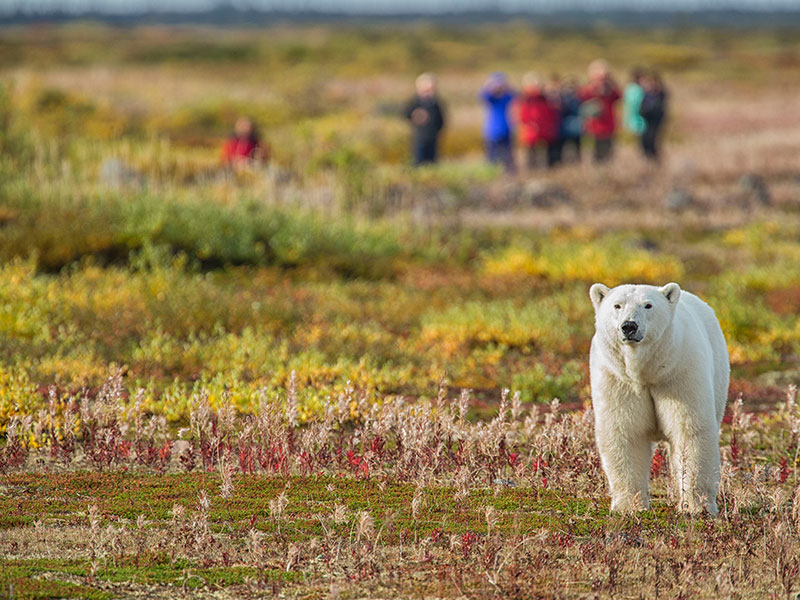 Canada Polar Bear Tour Hudson Bay Odyssey 5