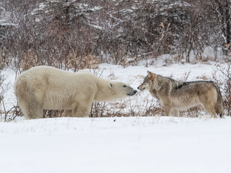 Canada Polar Bear Trip | Great Ice Bear Adventure