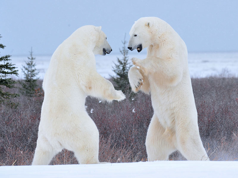 Canada Polar Bear Trip Great Ice Bear Adventure 2