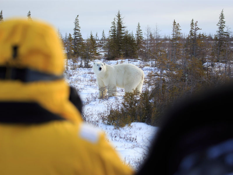 Canada Polar Bear Trip Great Ice Bear Adventure 3